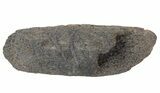 Fossil Whale Bone - Shark Tooth Mark (Megalodon?) #64299-2